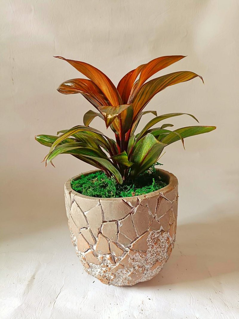 红百合竹桌上型盆栽 开幕送礼/自用观赏 - 植栽/盆栽 - 水泥 