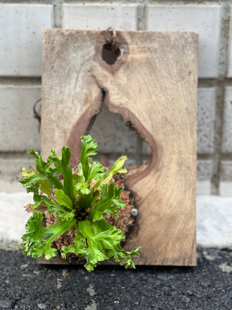 鹿角山苏上板/老木 请先询问在下单 - 植栽/盆栽 - 植物．花 