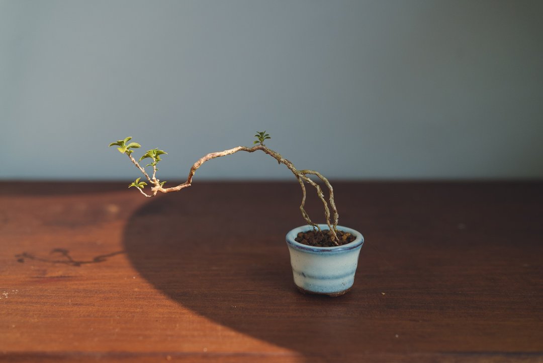 文人六月雪迷你盆栽 丁香木豆盆栽 香丁木 紫丁香花 - 植栽/盆栽 - 植物．花 绿色