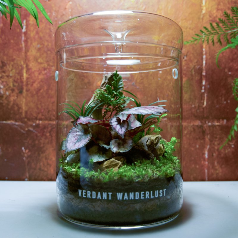 【生态瓶－棠・暮】微景观 集露瓶 室内植栽 礼物 办公室摆设 - 植栽/盆栽 - 玻璃 绿色
