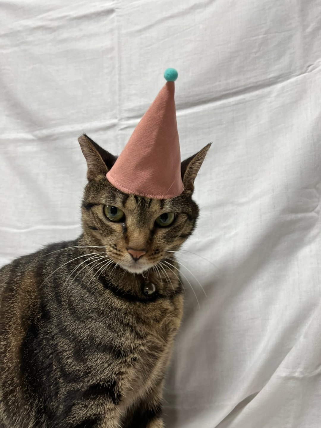 【定制化礼物】猫咪生日帽 宠物生日帽 - 其他 - 棉 