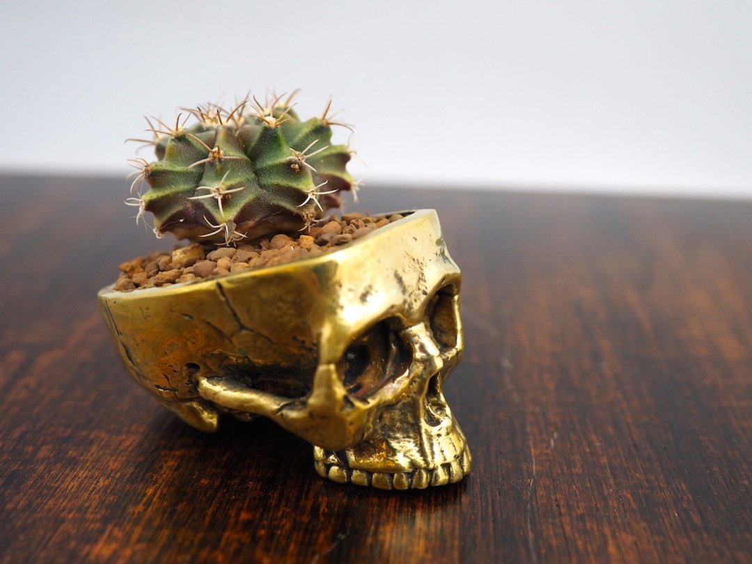 Skull pots cactus small potted plants in brass gold color  Handcrafted from - 植栽/盆栽 - 其他金属 金色