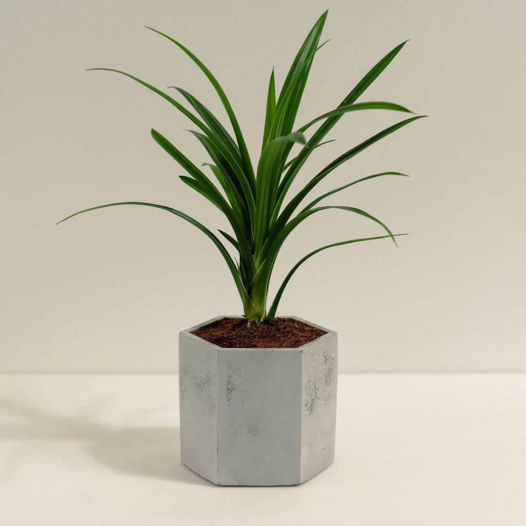 香兰叶│泥作系列│福所栽 - 植栽/盆栽 - 水泥 绿色