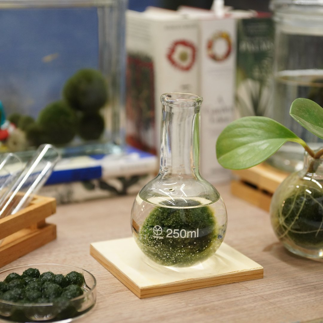 烧瓶里的中绿人/250ml  礼物 - 植栽/盆栽 - 玻璃 绿色