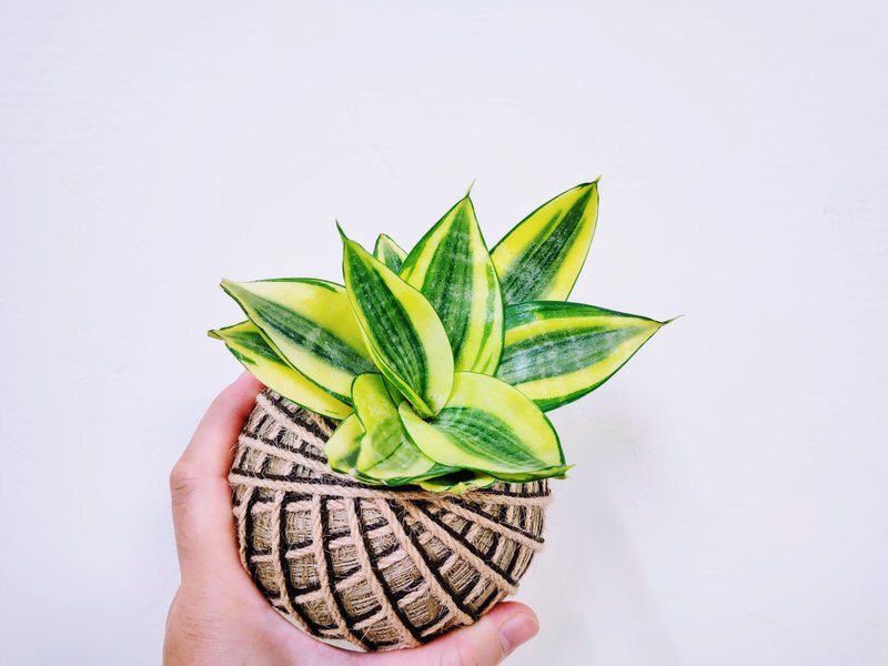 黄金虎尾兰苔球│室内植物│阳台植物│观叶植物 - 植栽/盆栽 - 植物．花 黄色