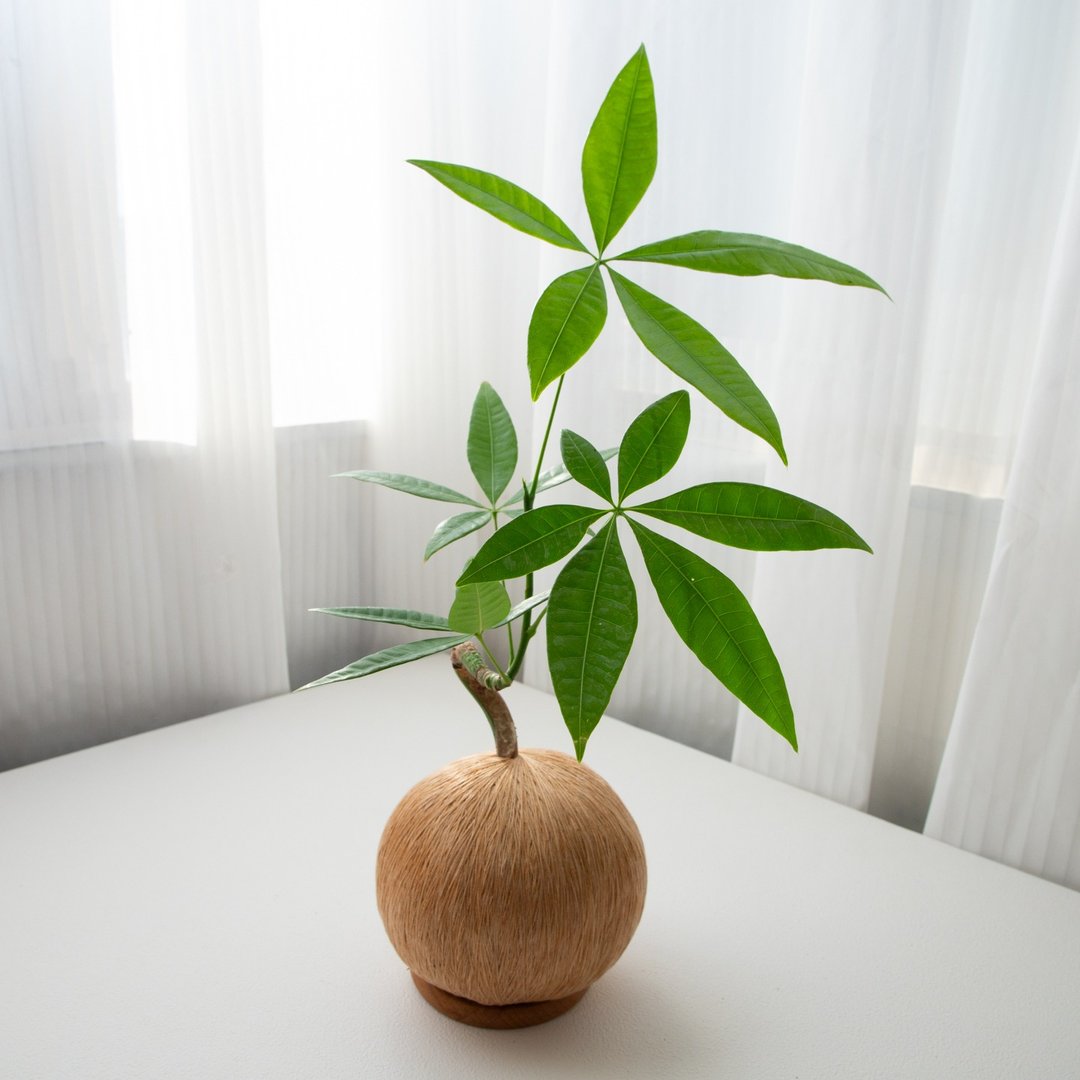 马拉巴栗 / 弯曲型 手作植栽苔球 - 植栽/盆栽 - 植物．花 