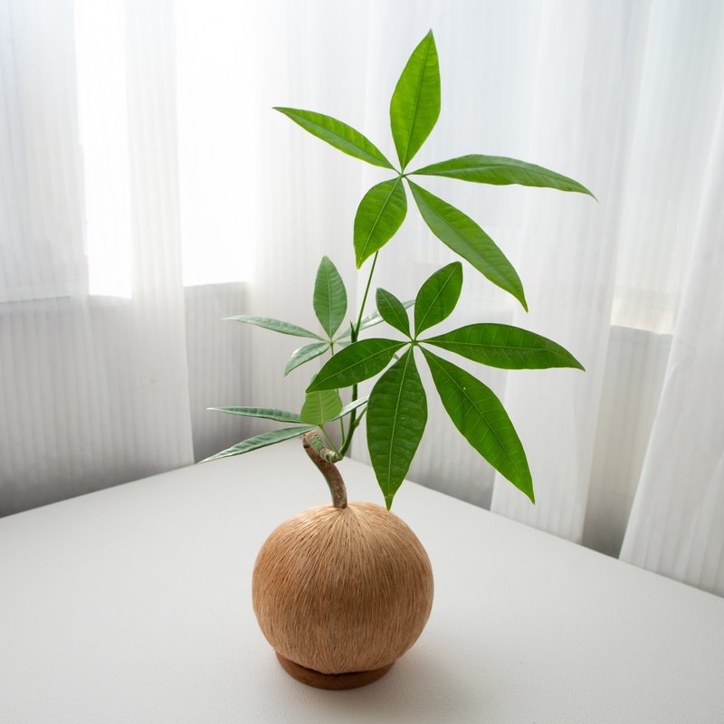 马拉巴栗 / 弯曲型 手作植栽苔球 - 植栽/盆栽 - 植物．花 