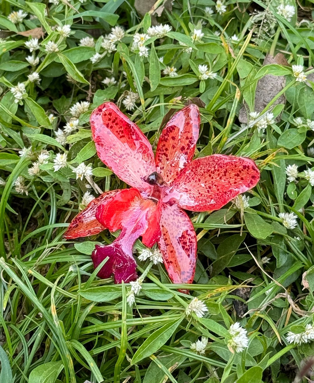 嘉德丽亚兰花胸针 斑纹版/真花饰品/兰花饰品 - 胸针 - 植物．花 