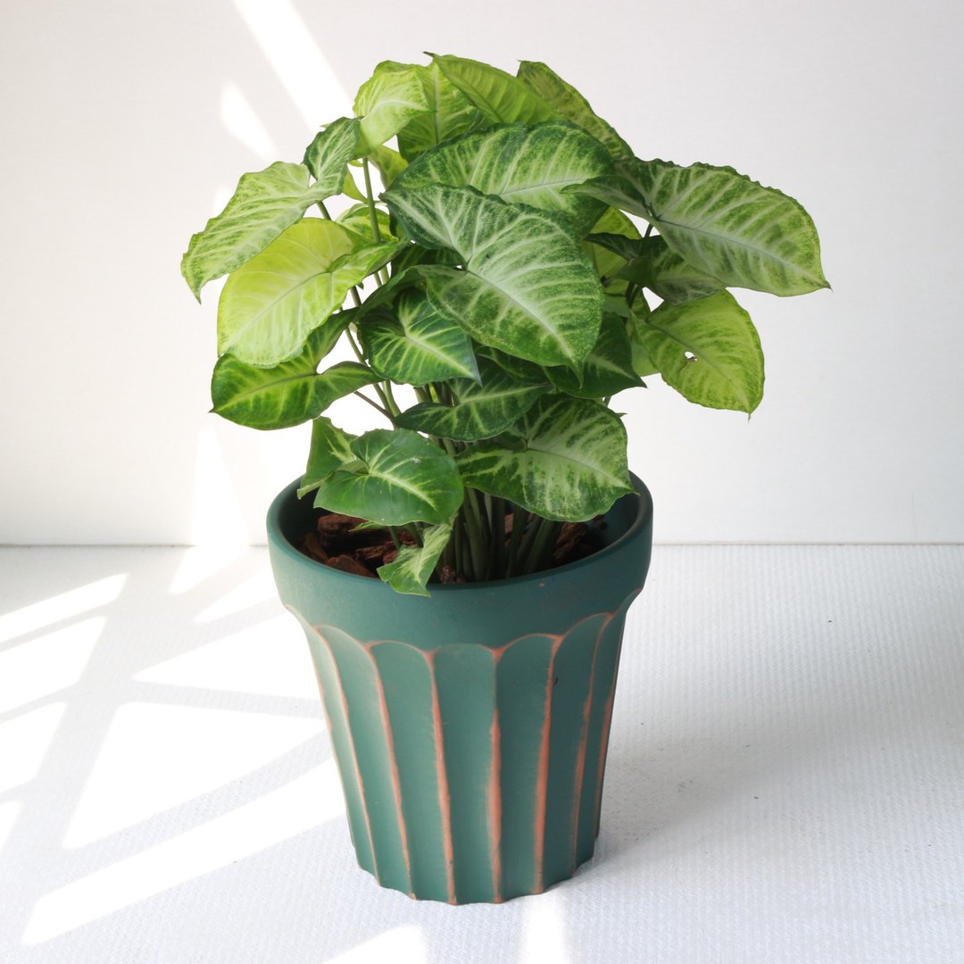植栽 盆栽 l 绿精灵合果芋(大盆) 罗马浮雕盆 室内植物 开幕盆栽 - 植栽/盆栽 - 陶 