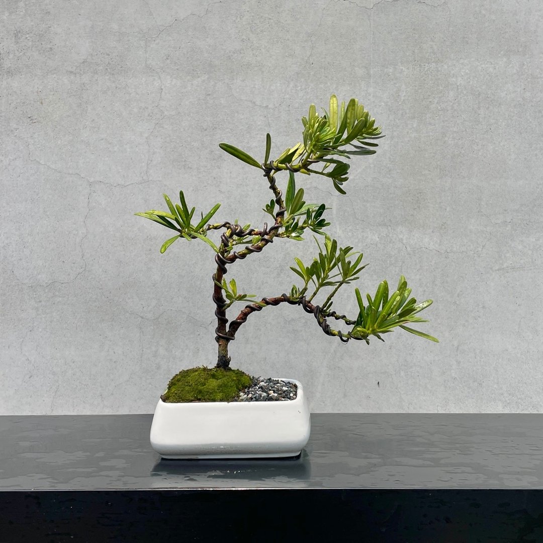 小品盆栽 - 晶钻罗汉松 盆景 送礼 - 植栽/盆栽 - 植物．花 
