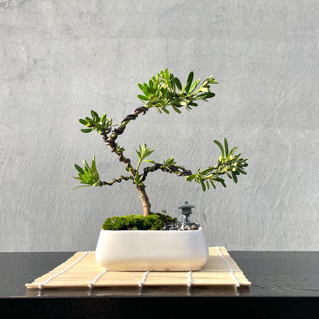 小品盆栽 - 晶钻罗汉松 盆景 送礼 - 植栽/盆栽 - 植物．花 