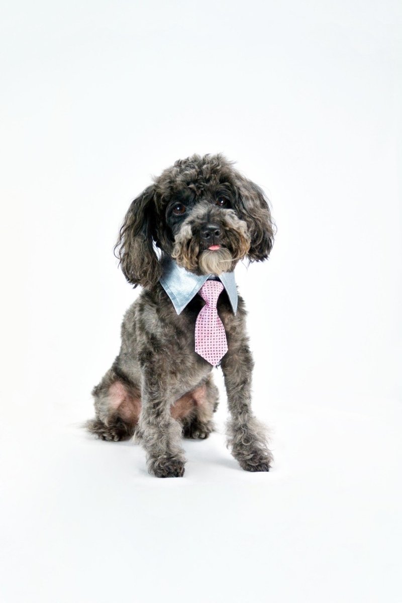 宠物单面衬衫领- 银色SV (XS/S/M/L) - 衣/帽 - 其他材质 灰色