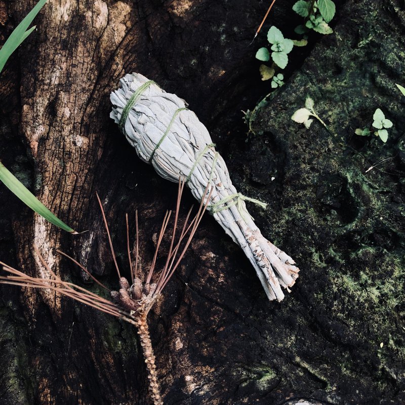 白色鼠尾草_火把 - 香薰/精油/线香 - 植物．花 咖啡色