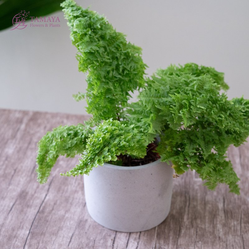澎澎蕨盆栽 - 植栽/盆栽 - 植物．花 绿色