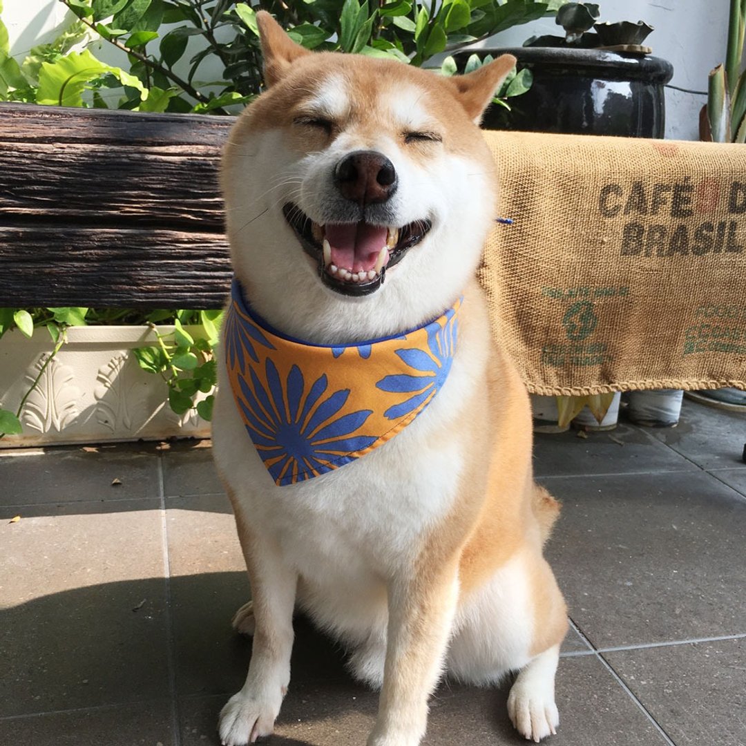 狗狗专属名领巾-定制化(中型犬)-夏威夷 - 项圈/牵绳 - 棉．麻 橘色