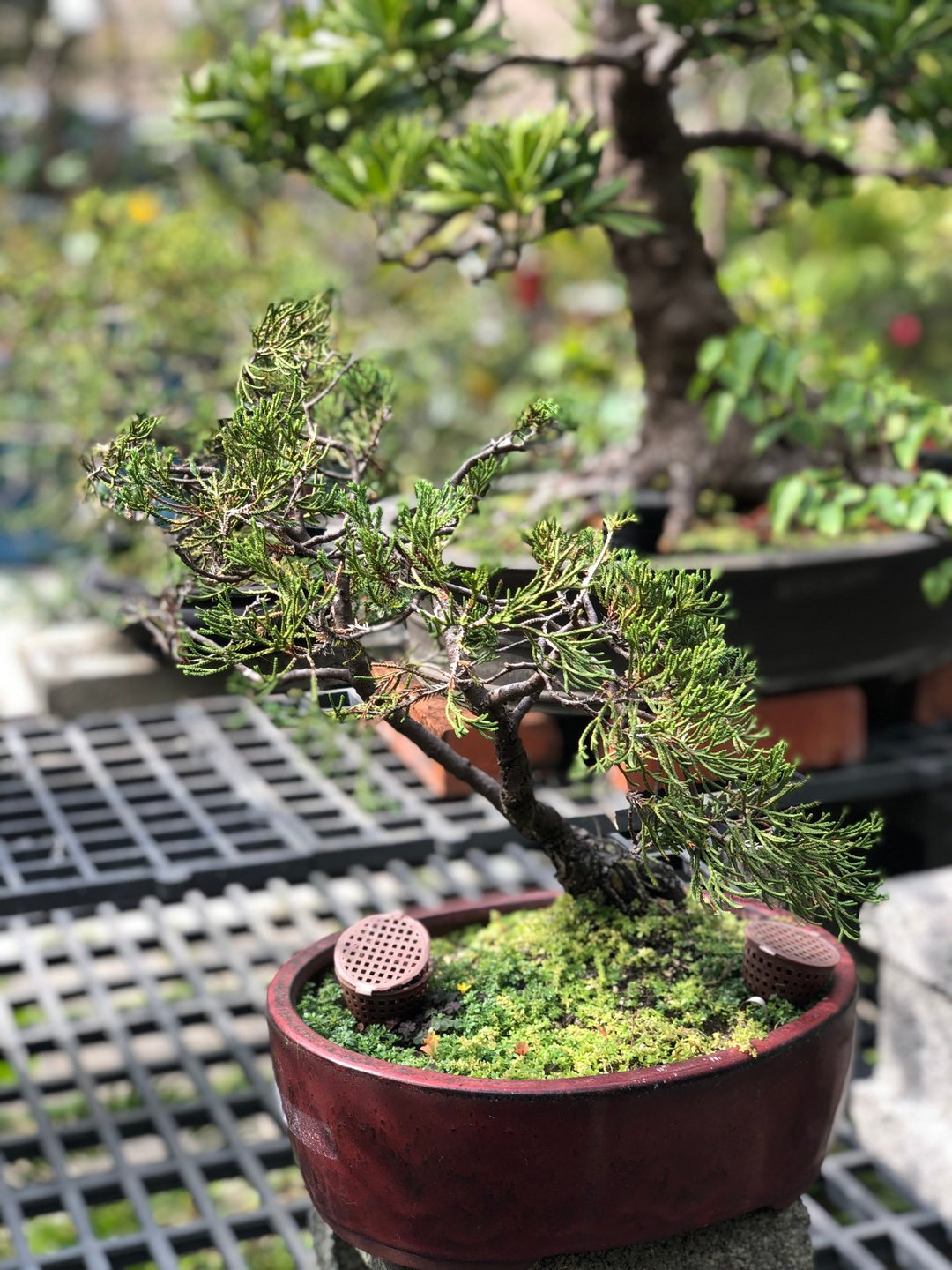 花彩Suzalon 真柏 桧柏 圆柏 老盆 盆景 - 植栽/盆栽 - 植物．花 绿色