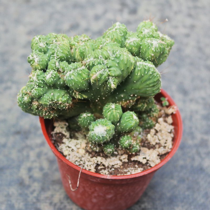 【豆豆多肉】【山影】乔迁│送礼│升迁│多肉植物 - 植栽/盆栽 - 植物．花 