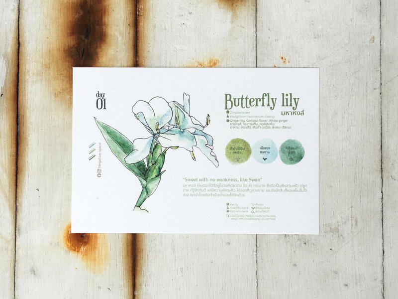 当地鲜花明信片-Day 01 甜甜无弱点 - 卡片/明信片 - 纸 