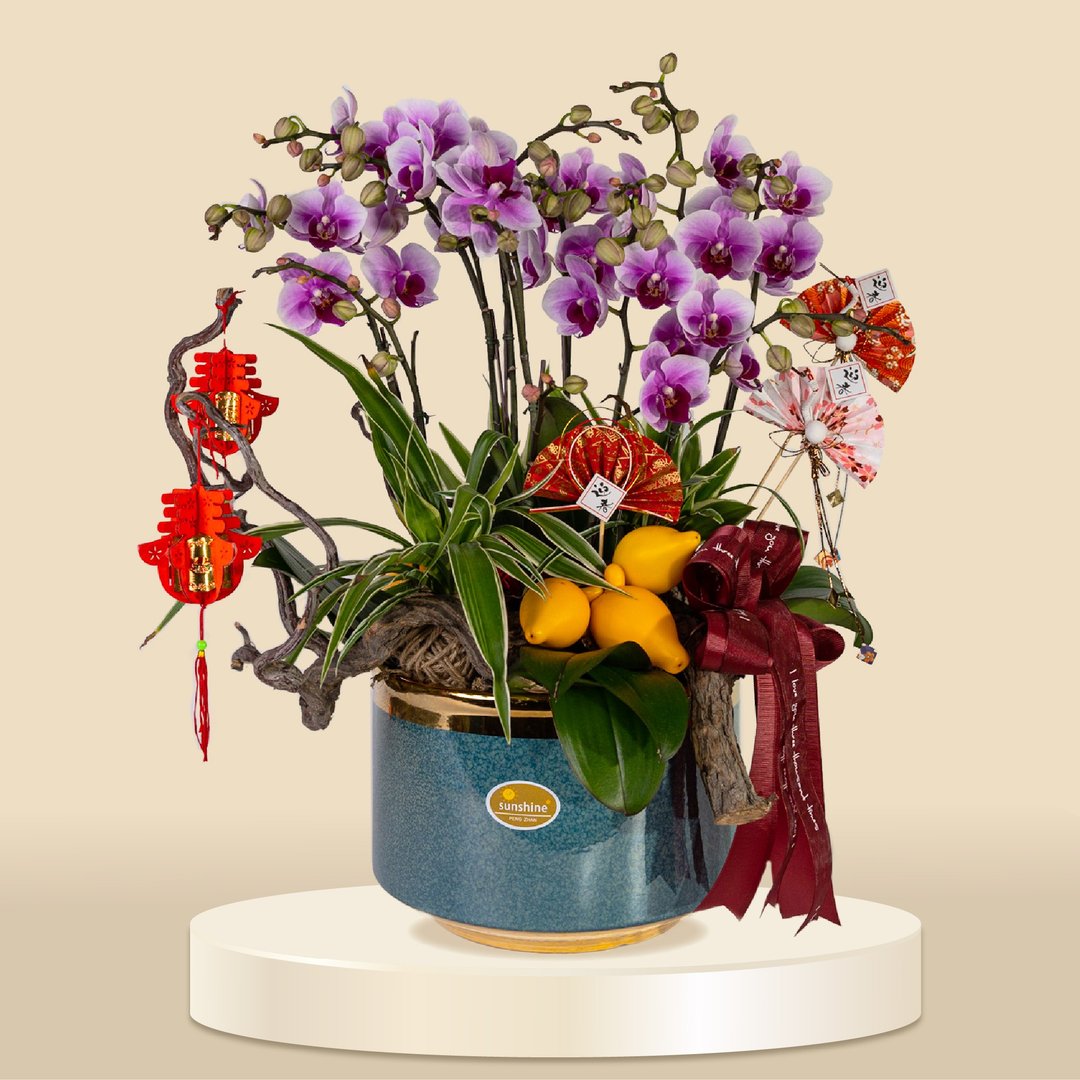 小品蝴蝶兰宝贝12棵 (1162) 兰花 新春兰花 年花 自家兰花园种植 - 植栽/盆栽 - 植物．花 