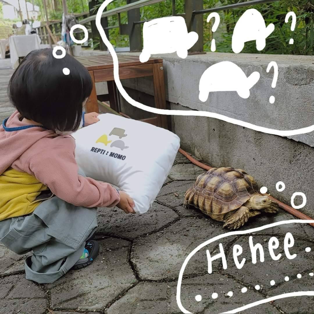 这是什么龟抱枕 - 枕头/抱枕 - 棉 卡其色