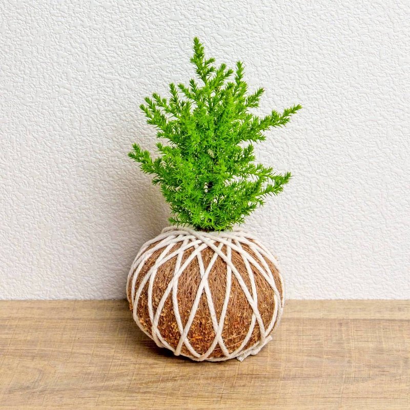 苔球植物 香冠柏苔球 苔玉 礼物 送礼 桌上盆栽 - 植栽/盆栽 - 植物．花 绿色