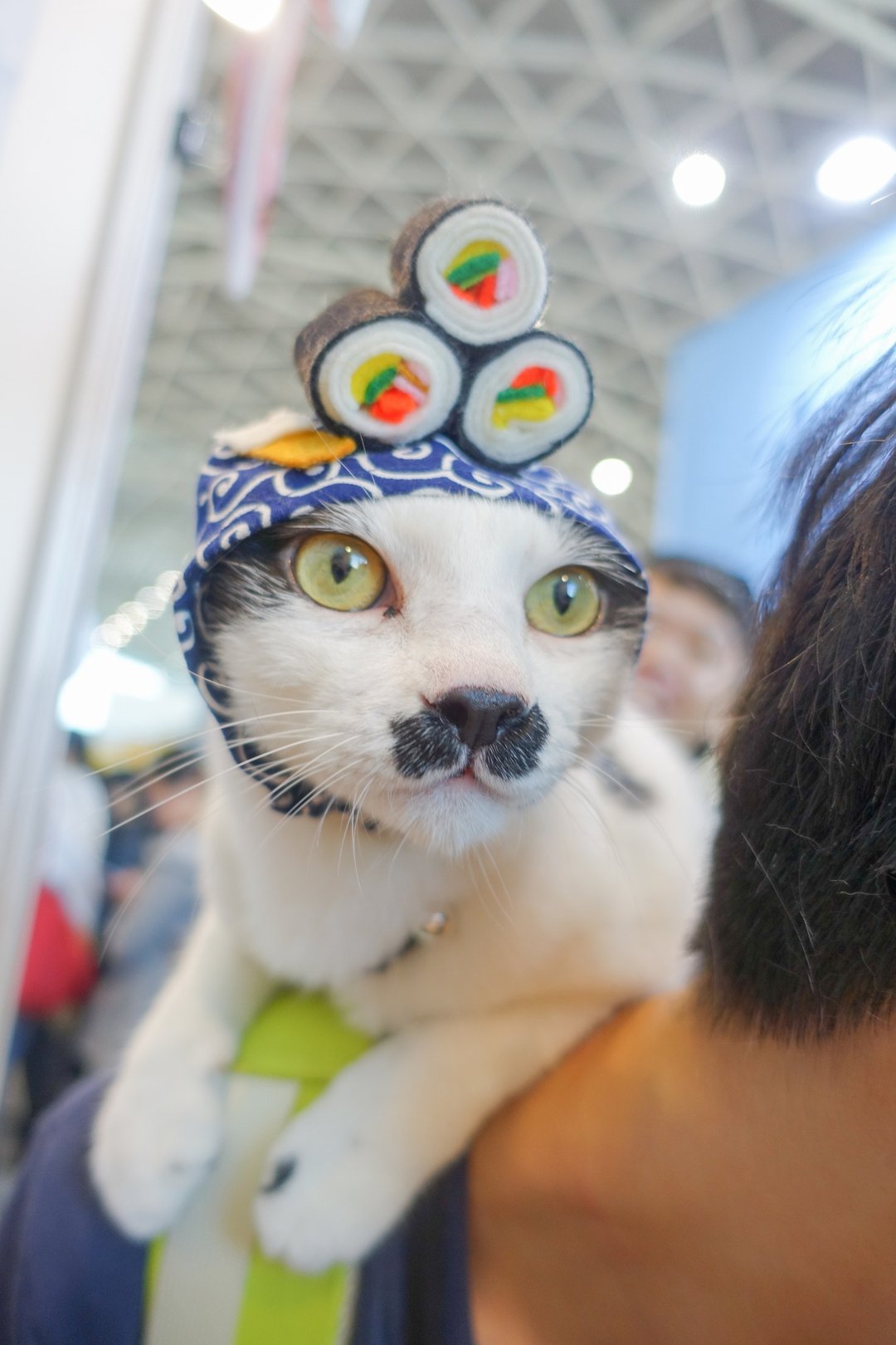 日式寿司宠物猫狗帽子头套*S号 - 衣/帽 - 聚酯纤维 蓝色