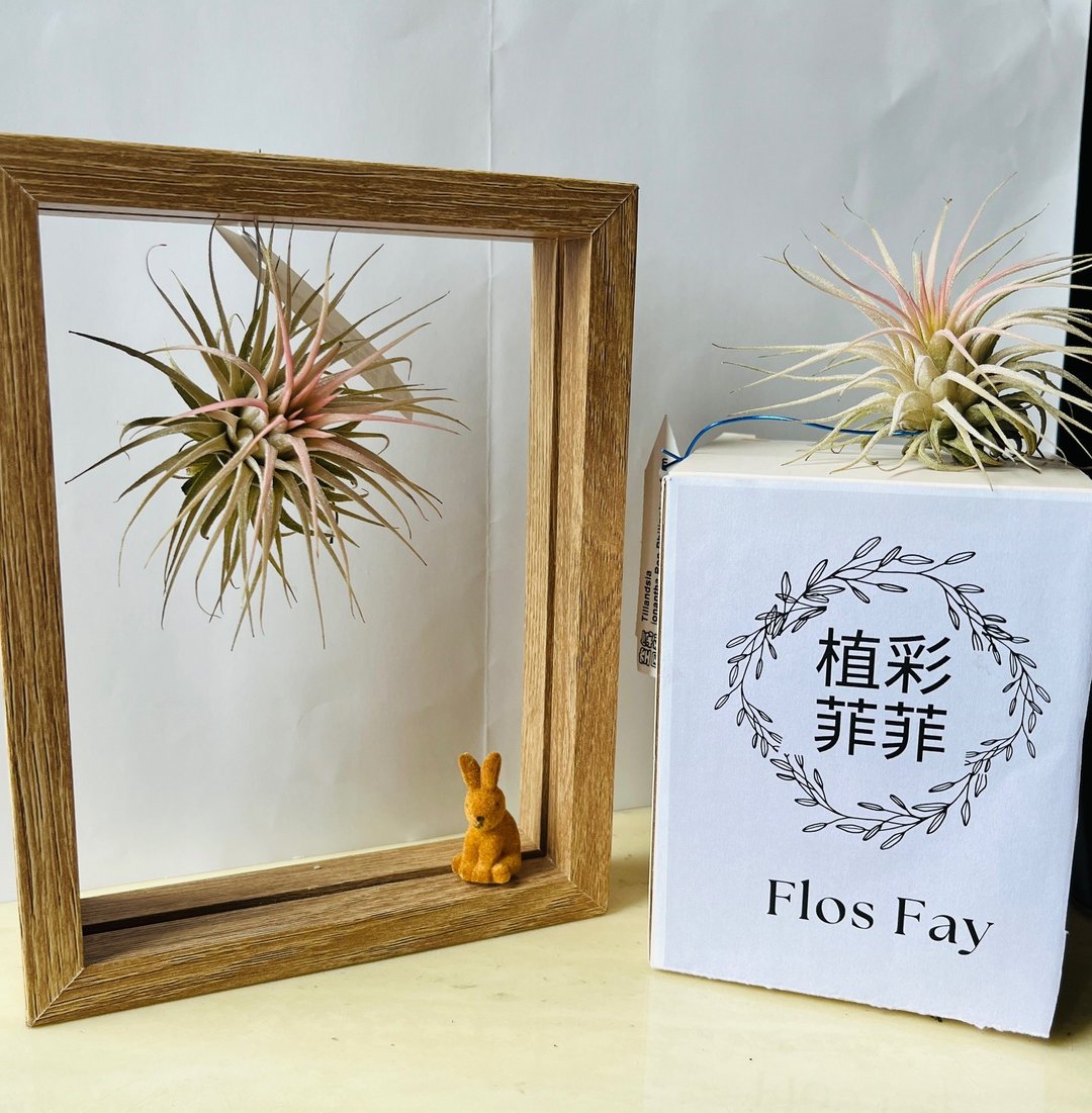 空气凤梨立体画 - 植栽/盆栽 - 植物．花 