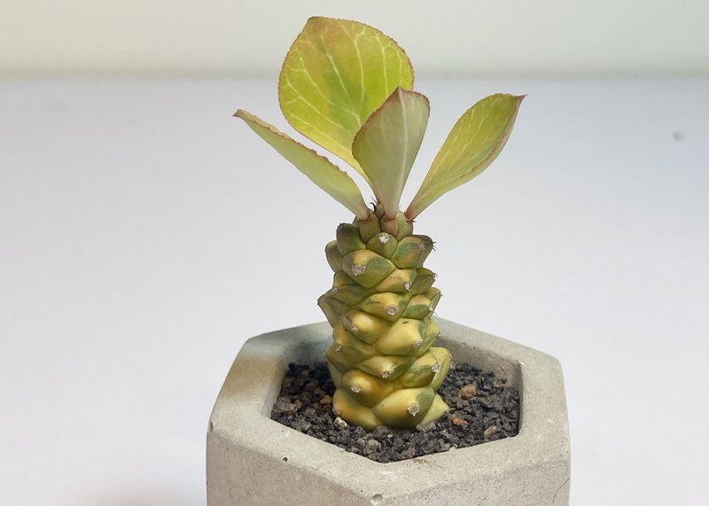 【野草不野-限时贩售】将军阁锦 / 中六边盆 - 植栽/盆栽 - 植物．花 绿色