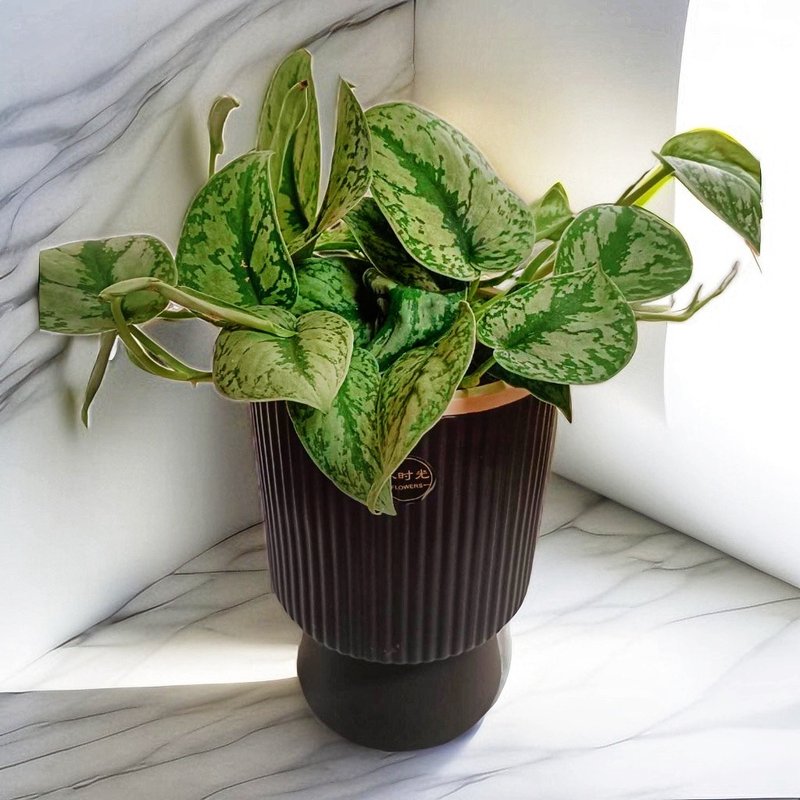 稀有品种好照顾 银斑葛桌上型盆栽 简约造型送礼自用摆设 办公室 - 植栽/盆栽 - 陶 