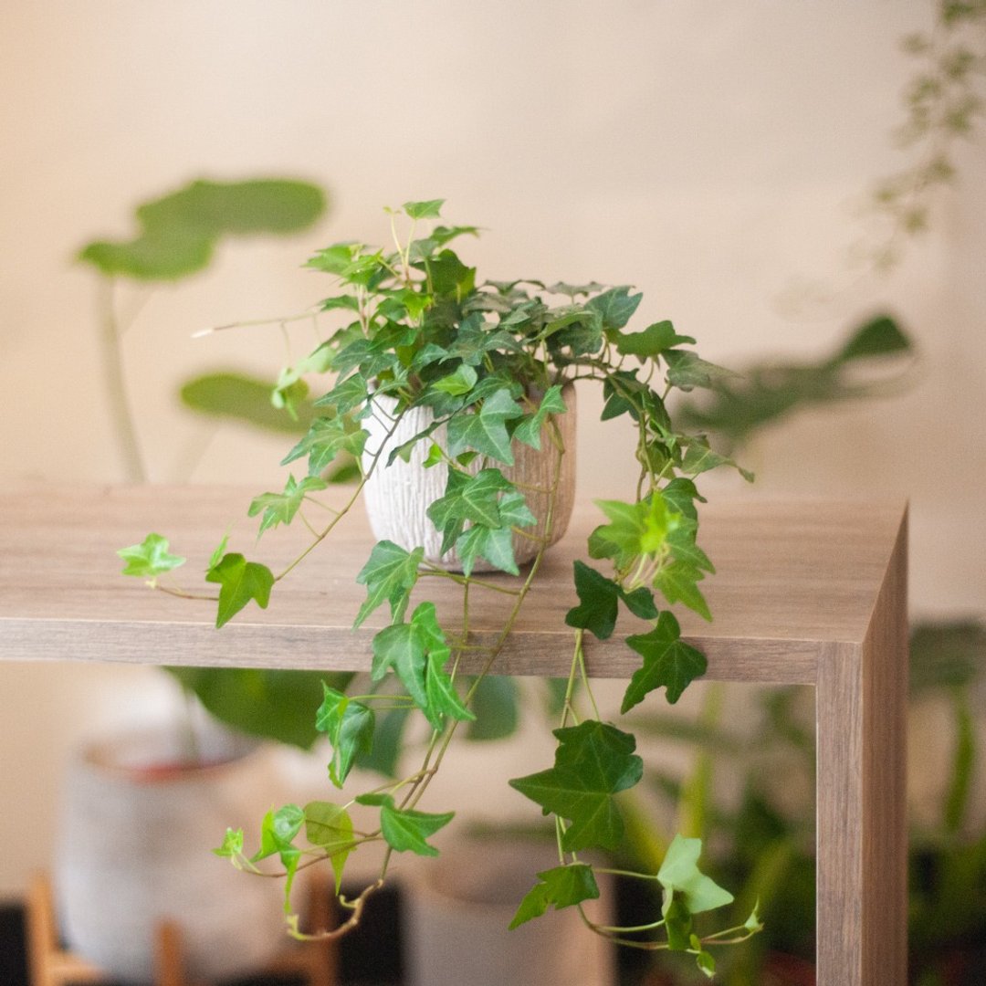 常春藤 - 植栽/盆栽 - 植物．花 绿色