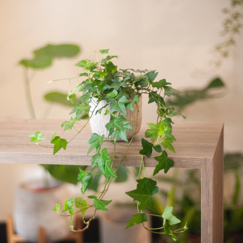 常春藤 - 植栽/盆栽 - 植物．花 绿色