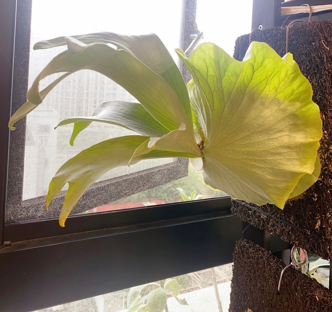P.Full moon 满月鹿角蕨 经典白毛系列 - 植栽/盆栽 - 其他材质 