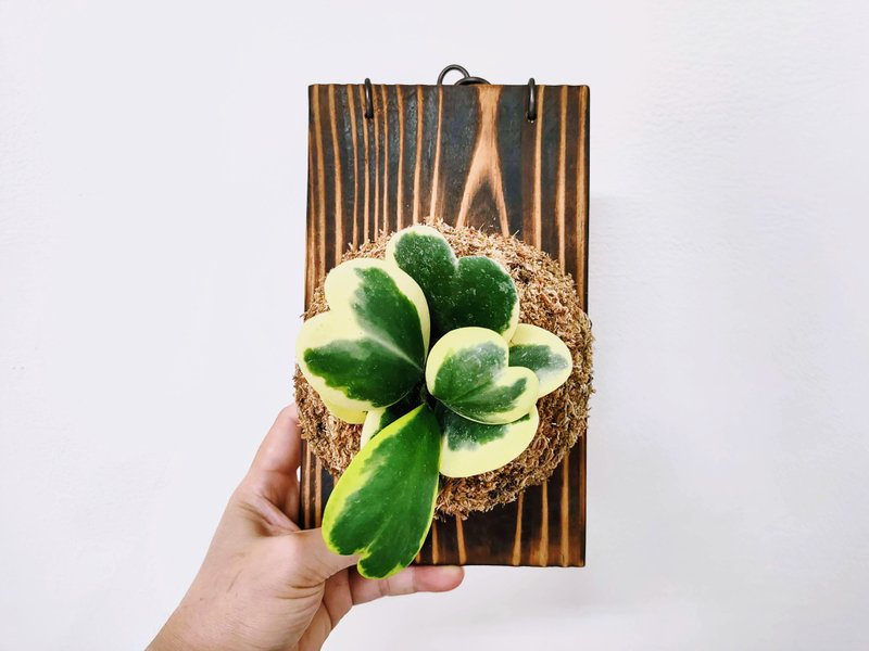 斑叶心叶球兰苔球│板植│窗边植物│多肉植物│观叶植物 - 植栽/盆栽 - 植物．花 多色