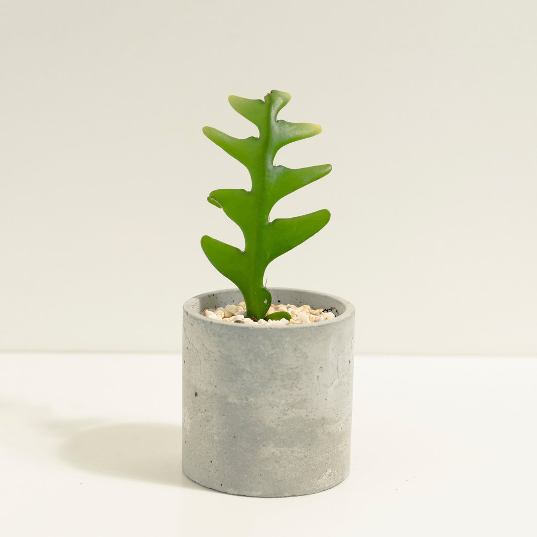 鲨鱼剑│泥作系列│福所栽 - 植栽/盆栽 - 水泥 绿色