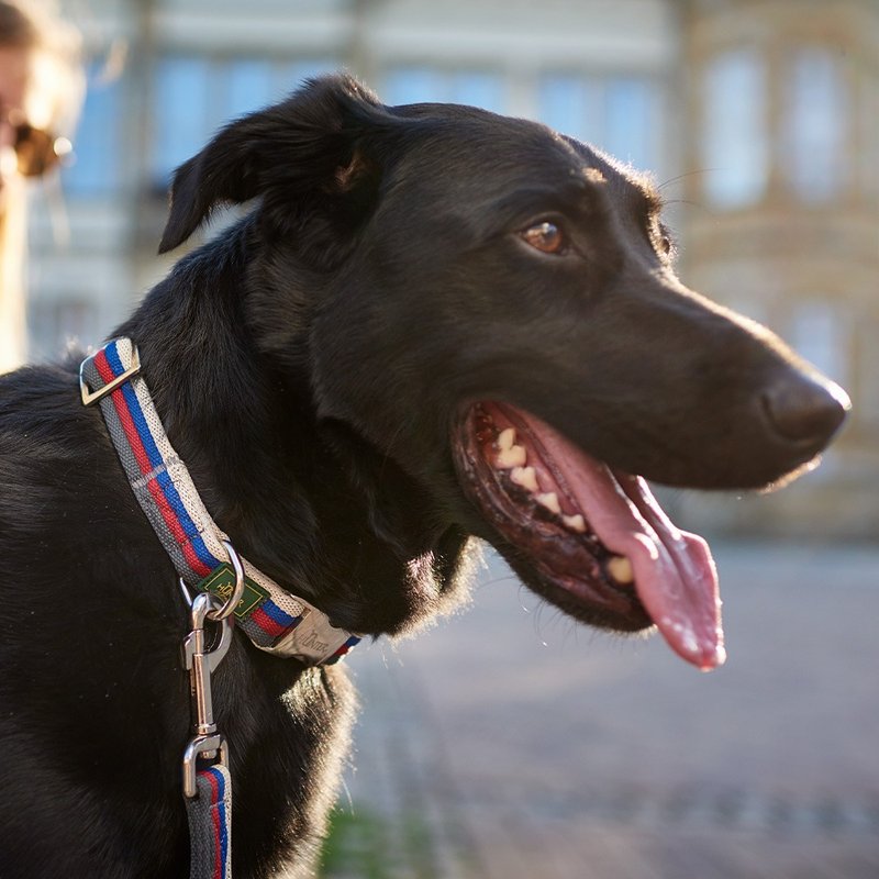 HUNTER 恒特 条纹滚绳系列 金属扣狗狗项圈 (共2色) - 项圈/牵绳 - 尼龙 多色