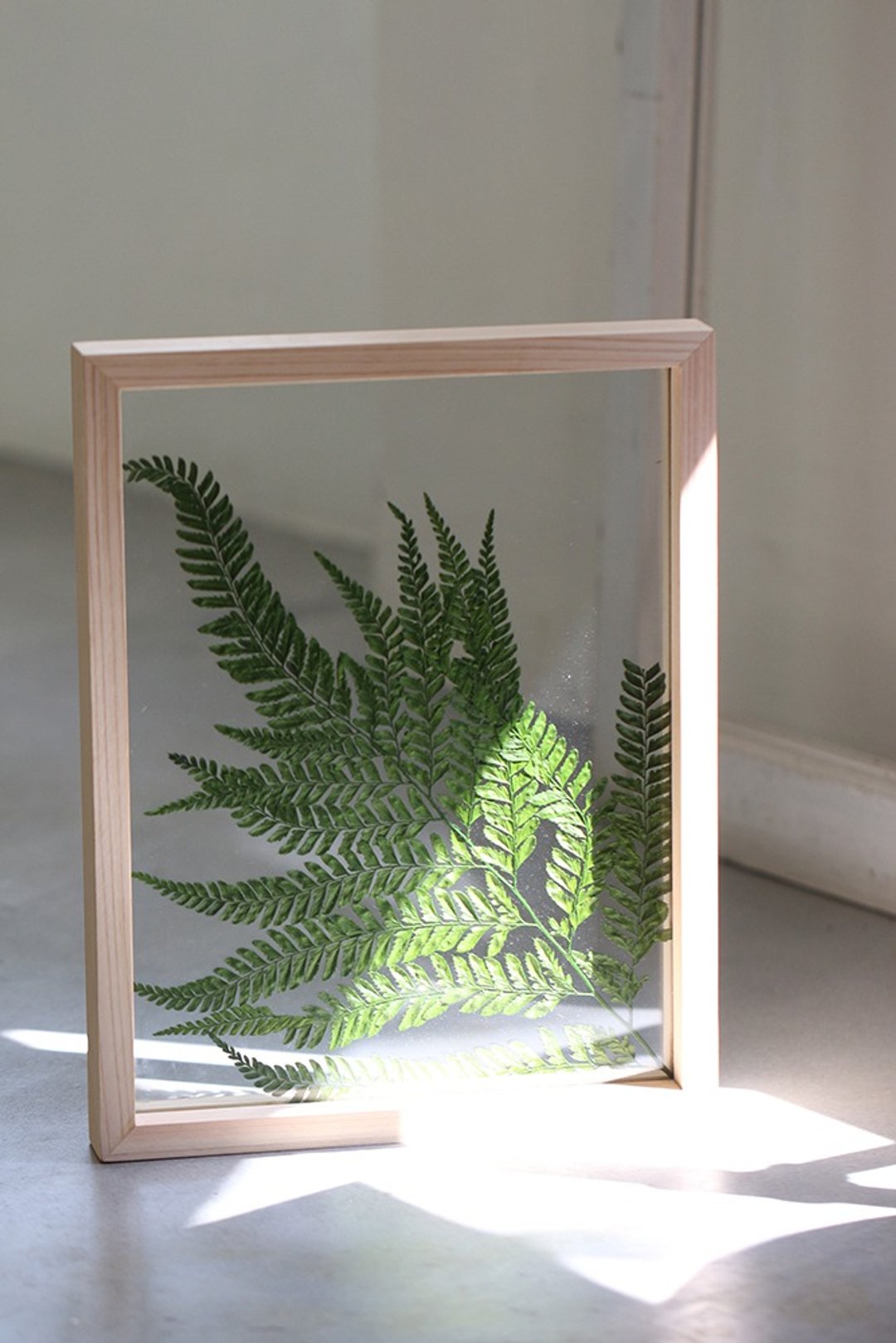 花草植物图鉴∣日本姬蕨叶∣玻璃镶崁∣含日桧木框 - 干燥花/捧花 - 植物．花 