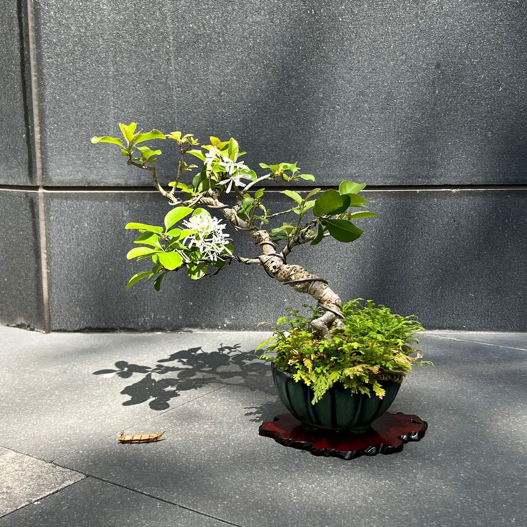 流苏∣中品盆景树 盆栽 - 植栽/盆栽 - 陶 