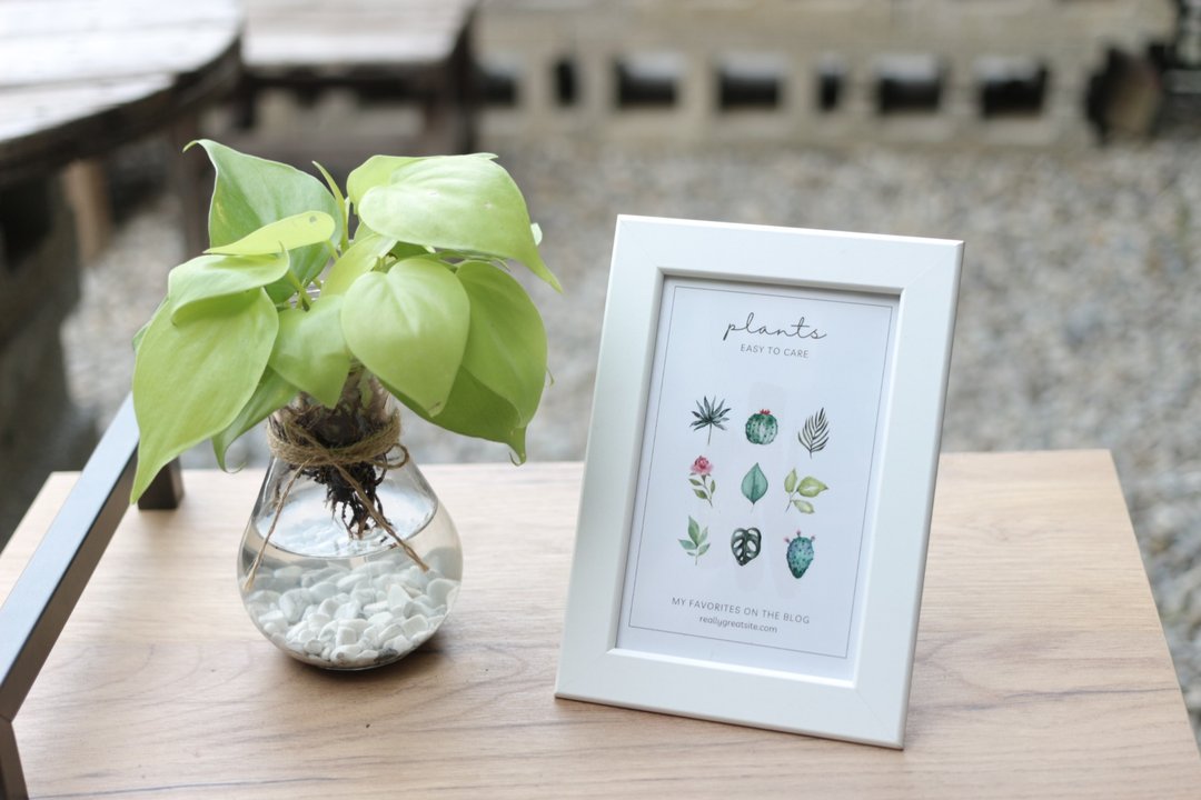 水培植栽│心叶曼绿绒 _室内植物 办公室盆栽 店内摆设 送礼 - 植栽/盆栽 - 玻璃 
