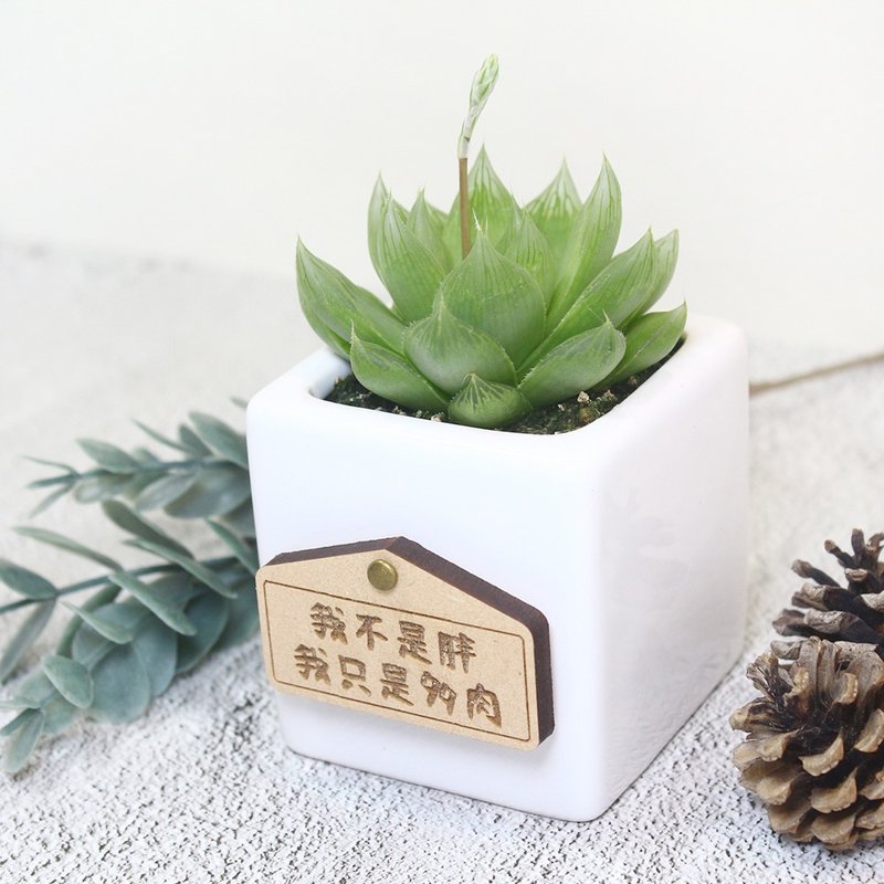 【多肉植物-玉露(实生)】盆栽/植栽/生日礼物/刻字(附字牌) - 植栽/盆栽 - 植物．花 绿色
