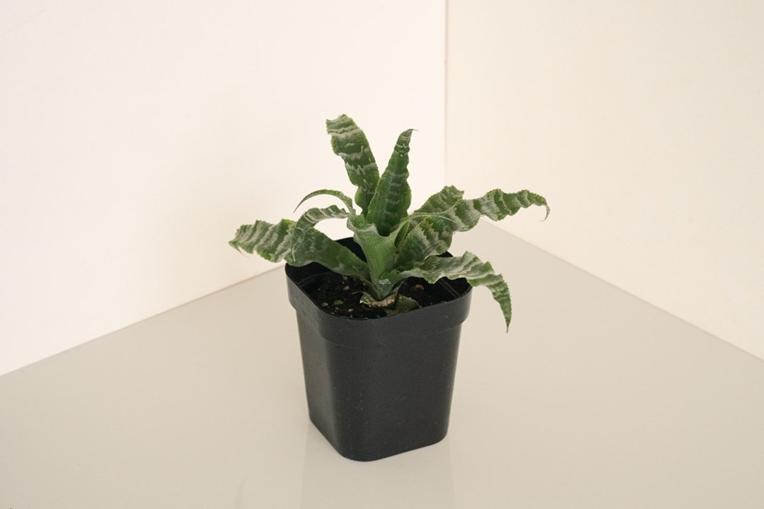 绿虎纹绒叶凤梨 - 植栽/盆栽 - 植物．花 