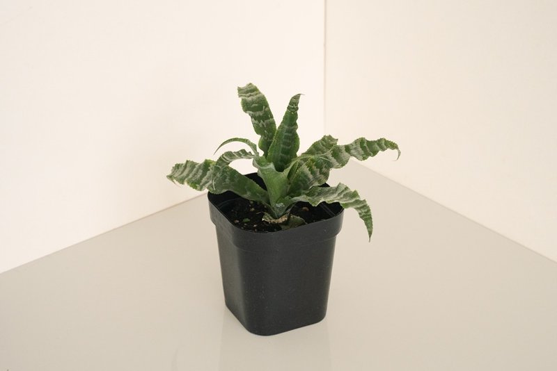 绿虎纹绒叶凤梨 - 植栽/盆栽 - 植物．花 