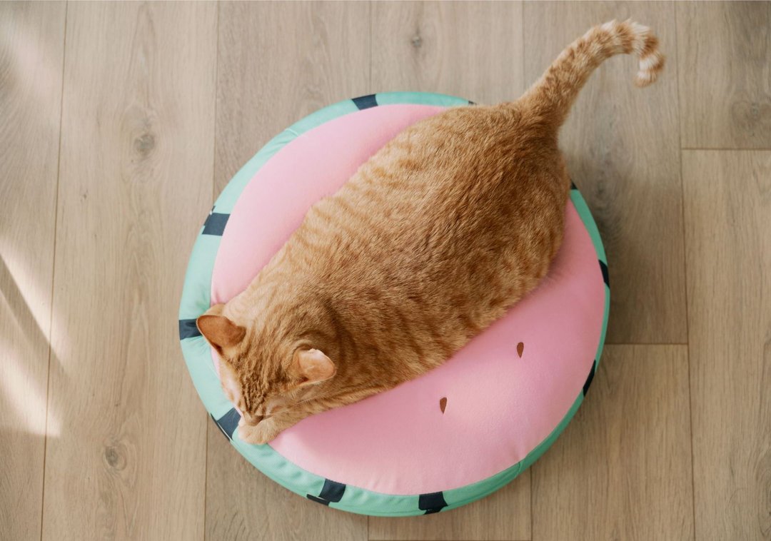 懒骨头 - 微甜西瓜   猫咪床垫 狗狗床垫 宠物睡垫 - 床垫/笼子 - 聚酯纤维 