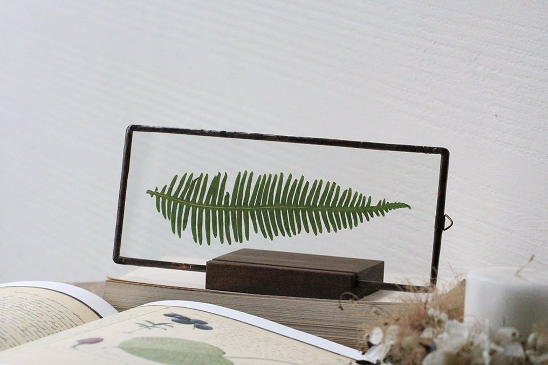 观叶植物图鉴∣芒萁∣玻璃镶崁∣植物标本∣送礼免费刻字 - 干燥花/捧花 - 植物．花 