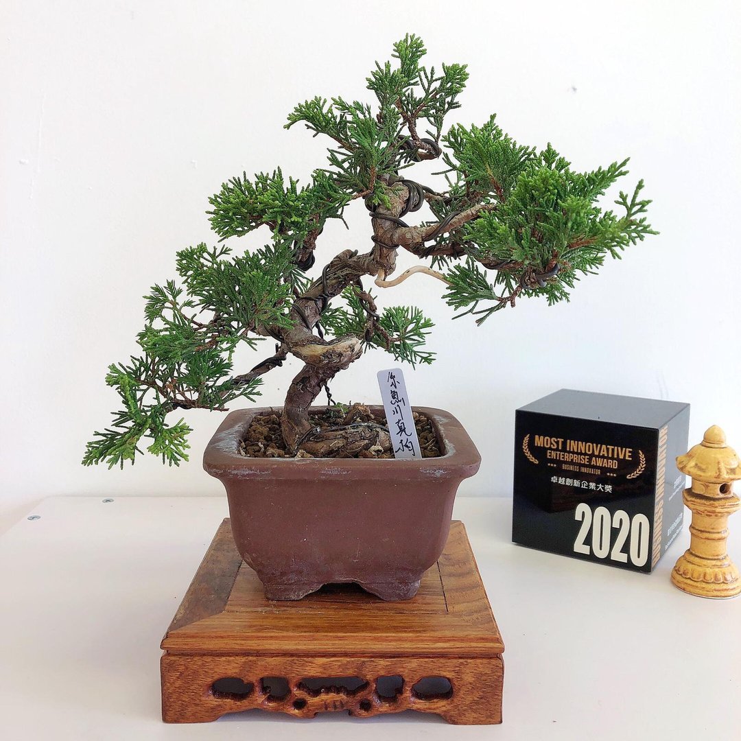 系鱼川真柏 Itoigawa Shimpaku - 植栽/盆栽 - 植物．花 