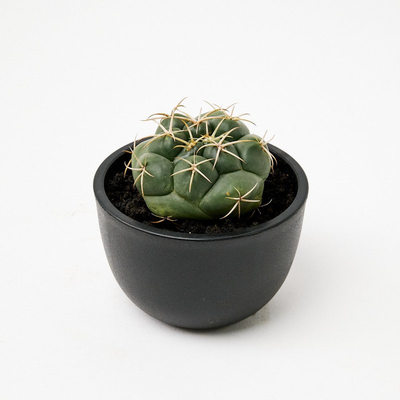 象牙丸 | 多肉植物 仙人掌 - 植栽/盆栽 - 植物．花 绿色