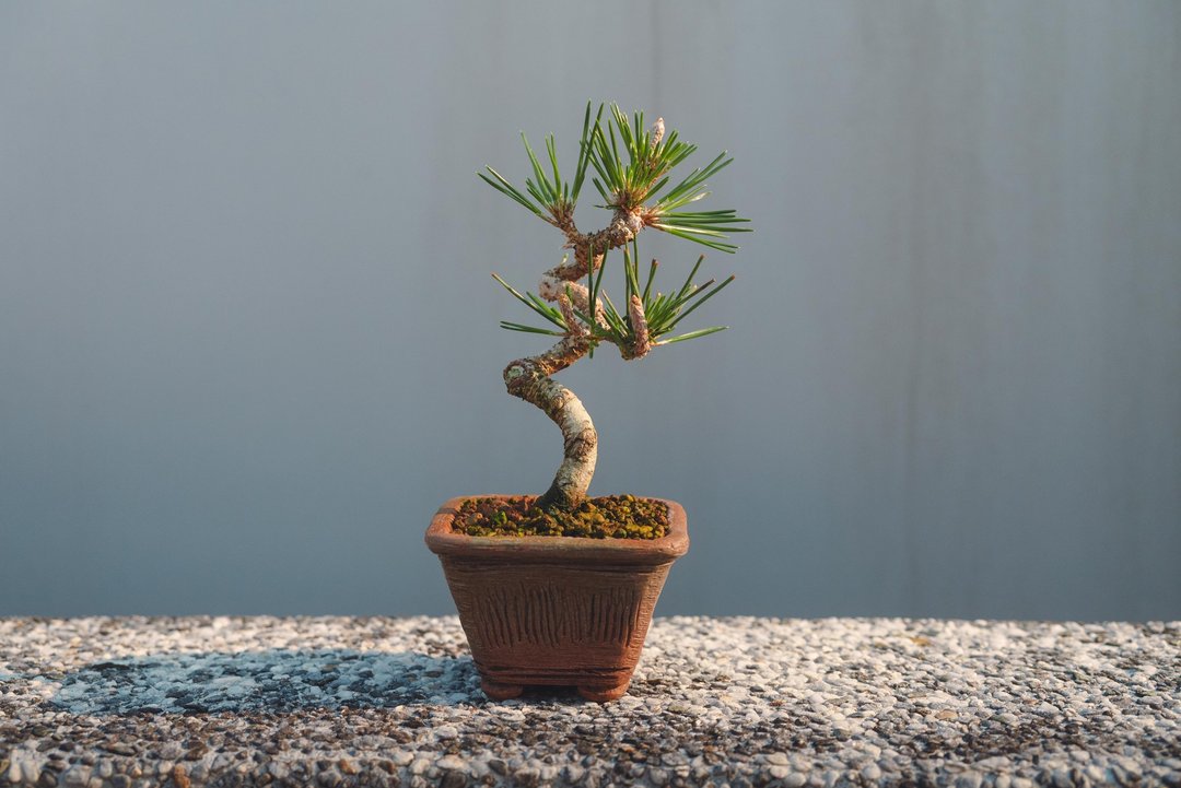 手工盆黑松迷你盆栽 黑松小盆栽 日本黑松植栽 造型黑松盆景 - 植栽/盆栽 - 植物．花 绿色