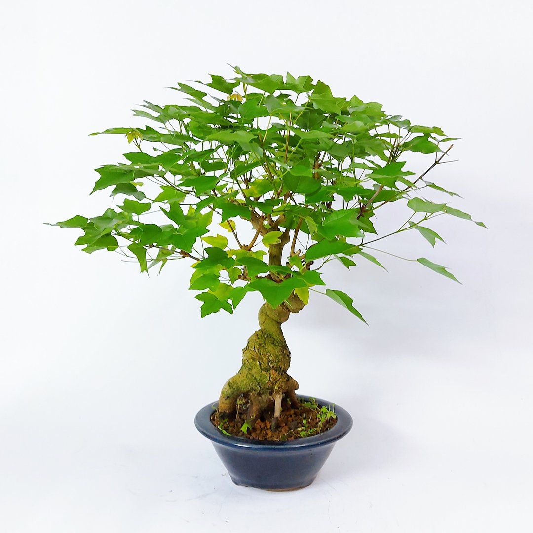 中品盆栽・日本宫样枫・ミヤサマカエデ - 植栽/盆栽 - 植物．花 