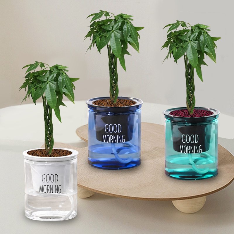 植栽 室内盆栽 发财树 懒人盆栽 - 植栽/盆栽 - 塑料 绿色