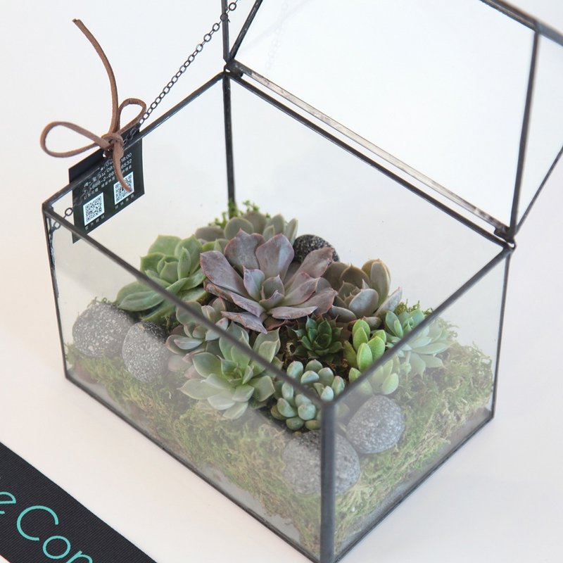 多肉植物玻璃屋 / 桌上盆栽 - 植栽/盆栽 - 植物．花 绿色