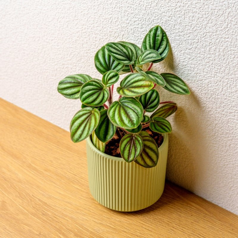 银河椒草 莫兰迪色系直纹陶盆 室内植物 观叶植物 礼物 盆栽 交换 - 植栽/盆栽 - 植物．花 绿色